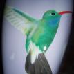 humming bird